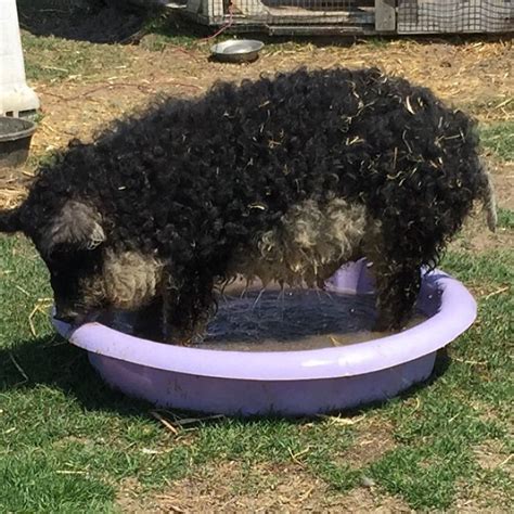 Meet Furry Pigs That Look Like Sheep And Act Like Dogs Bored Panda