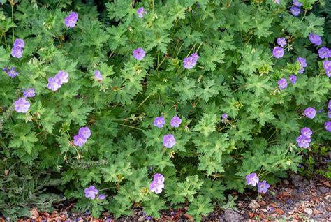Wild Geranium Native Plant Care And Growing Guide