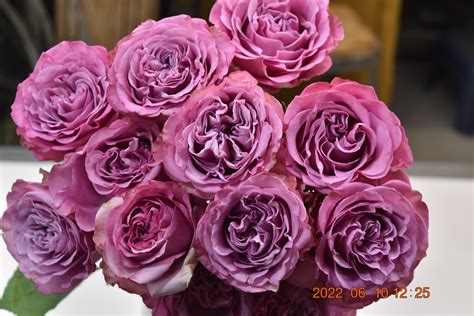 Rose Garden Queens Crown Iandf Design