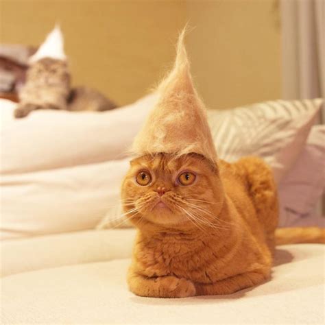 Cats Wear Hats And They Are The Best 10 Photos Sunnyvibes