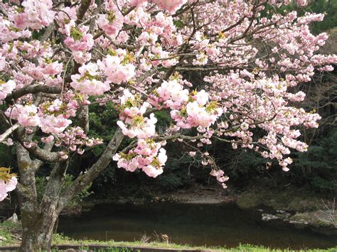 Filecherry Blossoms Of The Yokowa Sakura02 Wikipedia
