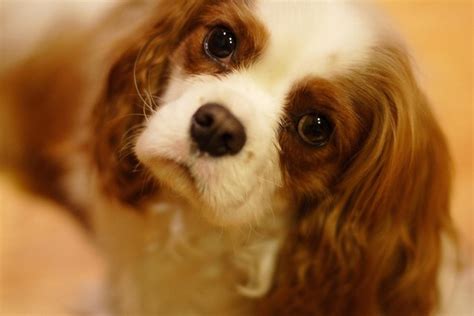 Top 10 Small Quiet Dog Breeds Petguide