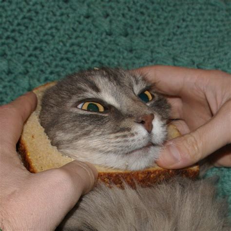 4 Tips For Breading Your Cat