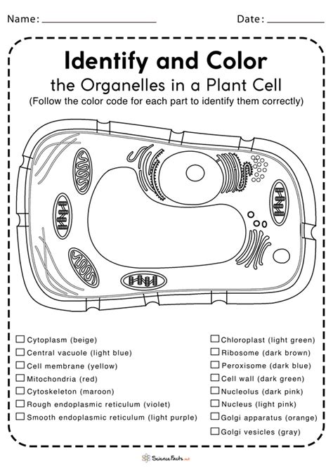 Printable Plant Cell Diagram Tutorial Pics
