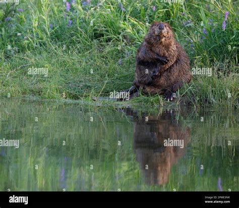A Beaver Grooming Scratching Arm Sitting In Grasses At The Edge Of A