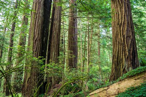 The 13 Best Places To See California Redwoods Up Close