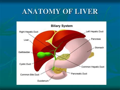 Anatomy Of Liver