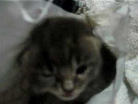 Kitten Sneeze - YouTube