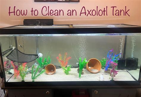 How To Clean An Axolotl Tank The Easy Way In 2022 Axolotl Tank