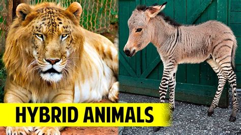 10 Hybrid Animals You Wont Believe Actually Exist 🐯🦁 Youtube