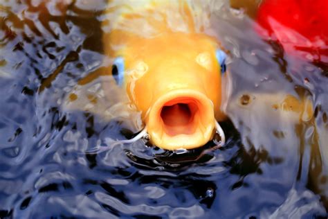Essentials Of Koi Fish Care For Backyard Ponds Clearwater Creations