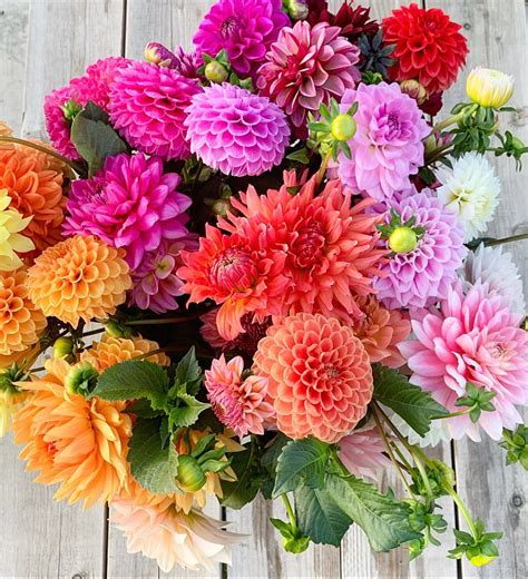 Swoon Worthy Dahlia Varieties For Your Cut Flower Garden Shifting Roots