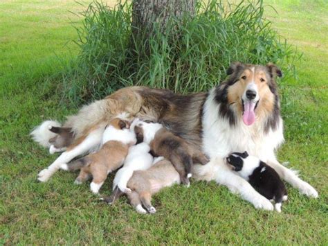 3 Rough Collie Puppies, 3 Girls 9 weeks old available for Sale in Windsor, Ohio Classified