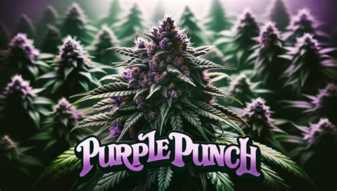 Purple Punch Cannabis Weed Strain Review Happy Smoking
