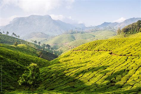 Lush Mountainous Green Scenery Of Tea Plantations And Trees In A