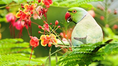 Green Parrot Is Sitting On Green Leaves Tree Branch Hd Birds Wallpapers