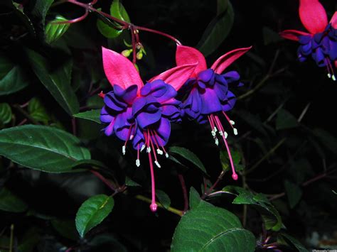 Flowers that bloom at night have very unique challenge for pollination. Pin on Flowers at Night