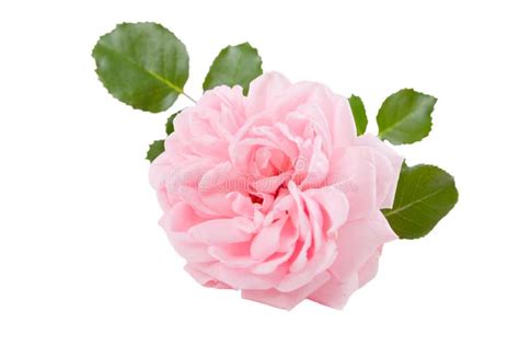 Pink Rose Flower Isolated On White Background Stock Photo Image