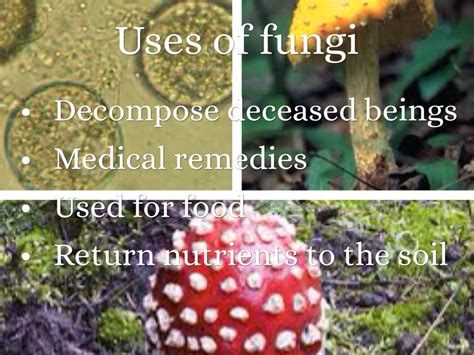 Five Facts About Fungi The Unsung Heroes Huffpost