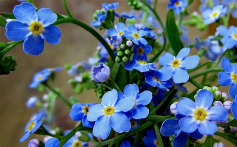 Forget Me Not Flowers Wallpaper Images Best Flower Site