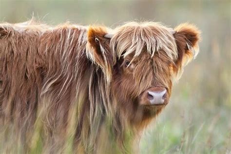 Highland Cattle Norfolk Grazing Marsh Uk Available As Framed Prints