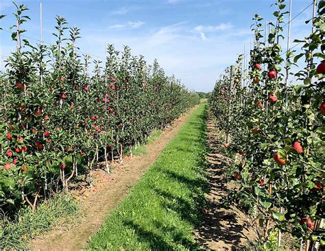 What is a high density orchard? The English Apple Man, informing consumers about how the ...