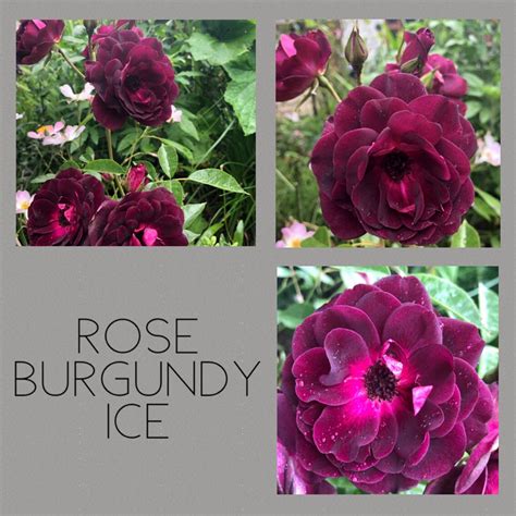 Rosa Prose Syn Rosa Burgundy Iceberg Rosa Burgundy Ice Rose