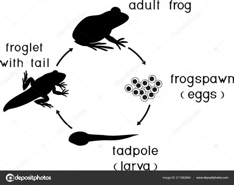 Life Cycle Frog Sequence Stages Development Frog Egg Adult Animal