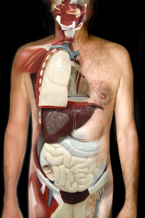 Internal Organs Stock Image Image Of Educate Field Lung 4085645