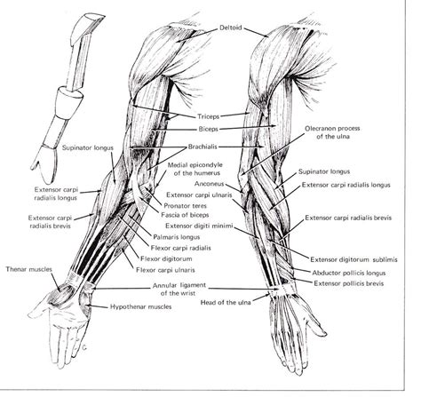 Arm Muscles Anterior View Anatomy References Pinterest Arm