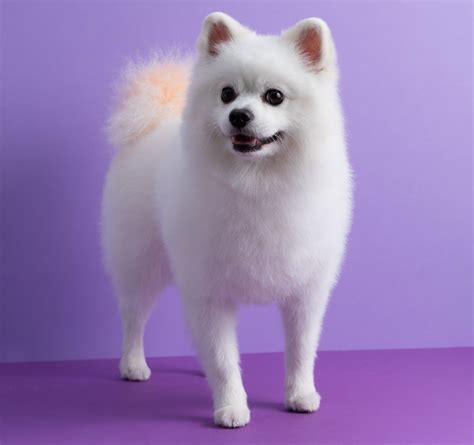 25 Awesome Pomeranian Haircuts To Try Today With Pictures Pet Arenas