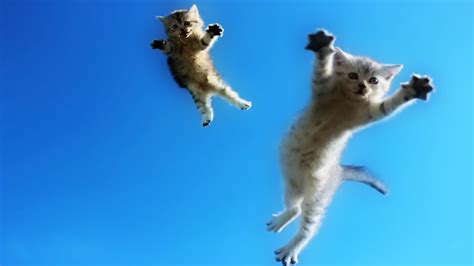 Funny Cats Jump Fail Part 3 World Cat Comedy