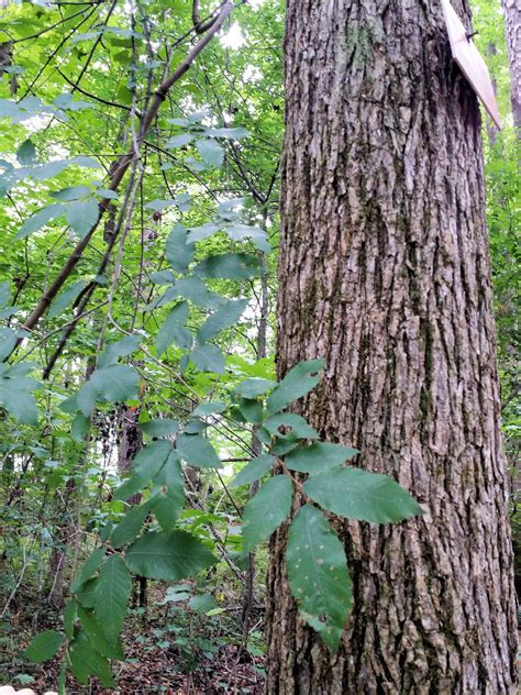 Pin En Nature Native Trees Southern Appalachia