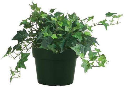 English Ivy Care Plant How To Grow And Maintain English Ivies