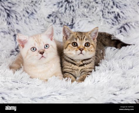 Two Little Kittens Lying On Fluffy Blanket Stock Photo Alamy