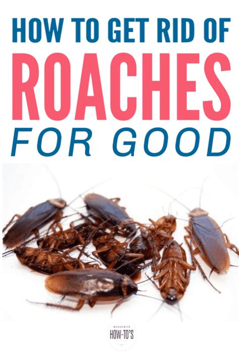 Infestation of cockroaches in the kitchen is really disgusting particularly if they are very large in number. How To Get Rid Of Cockroaches with a Homemade Roach Killer
