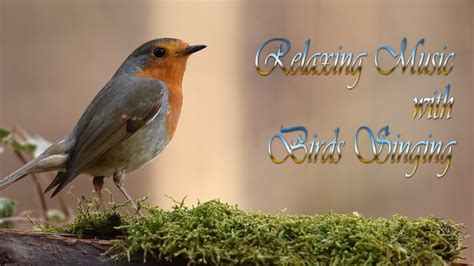 🦜 🎹 Relaxing Music With Birds Singing Beautiful Piano Music