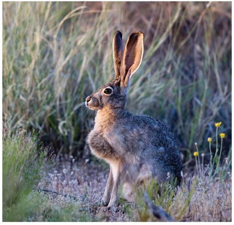 Nmsu Rabbits And Their Control In New Mexico Jack Rabbit Animals