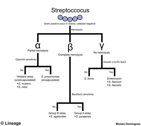 Streptococcus Identification Algorithm Diagnosis Microbiology