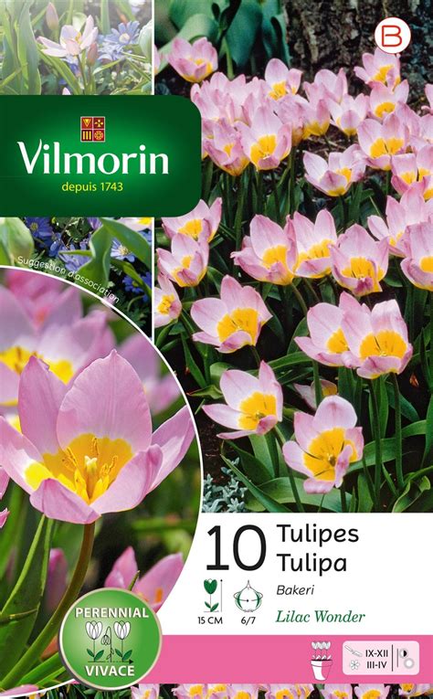 10 Bulbe Florale Tulipa Rose Blanc Leroy Merlin