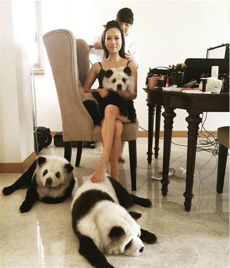 Dog Owner Dyes Dogs To Look Like Pandas Sparks Controversy Oddity