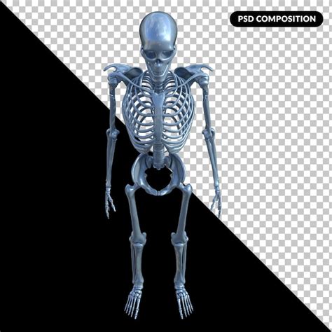 Premium Psd Skeleton X Ray Isolated 3d Render