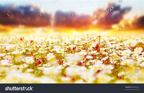Spring Field Of White Fresh Daisies Natural Panoramic Landscape Over