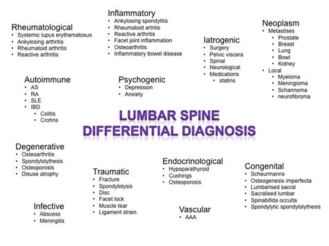 Lower back muscle diagram anatomy. Why choose an osteopath for your low back pain? - Hitchin ...