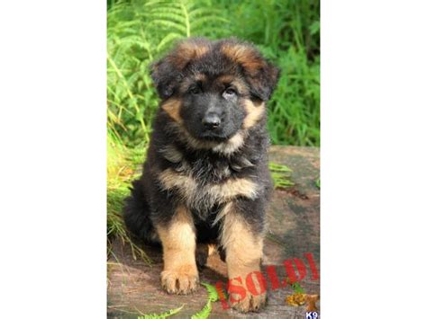 Maybe you would like to learn more about one of these? German Shepherd puppy price in Faridabad, German Shepherd puppy for sale in Faridabad