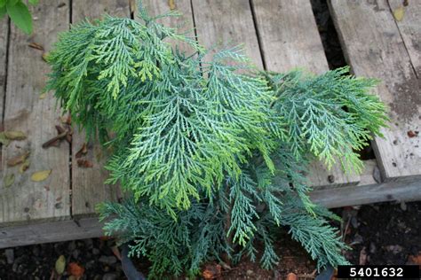 Port Orford Cedar Chamaecyparis Lawsoniana