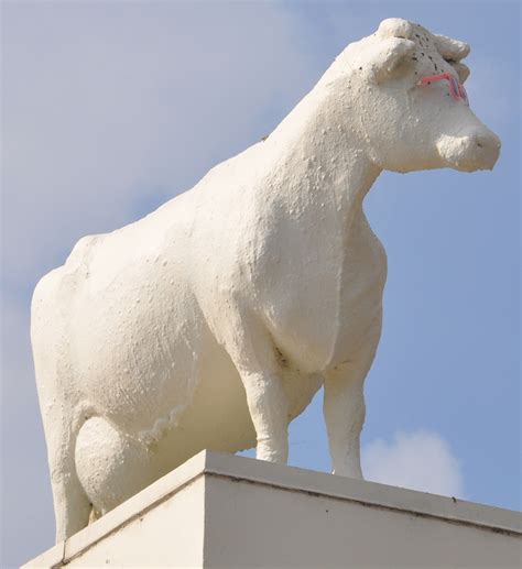 cow statues