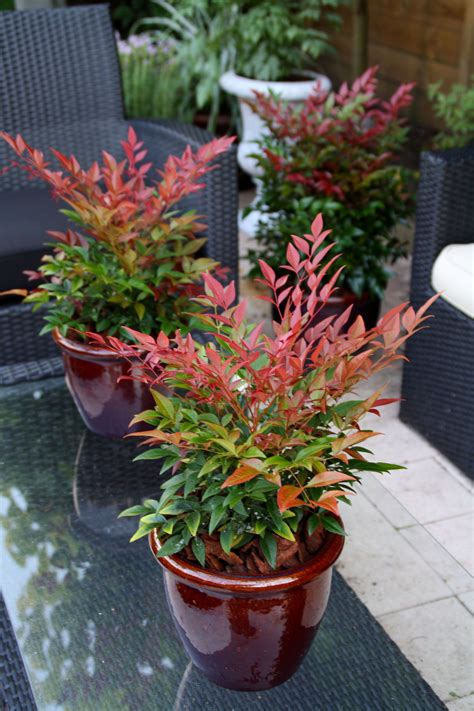 Compare prices for evergreen shrubs landscaping. Pin on Outside Living