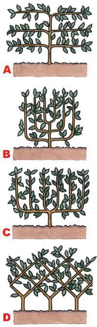 How To Espalier Better Homes And Gardens