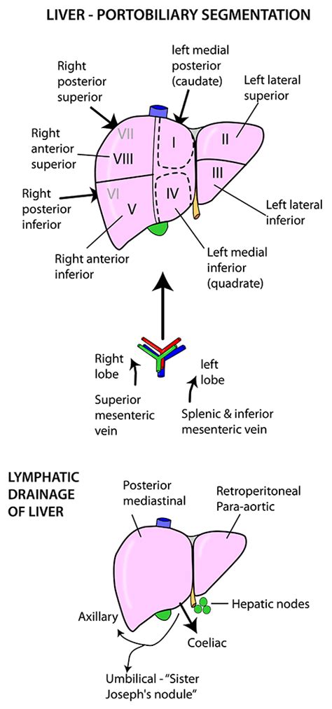 Instant Anatomy Abdomen Vessels Lymphatics Liver Lymphatics